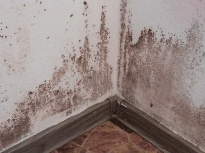 Local damp proofing company near me Basingstoke